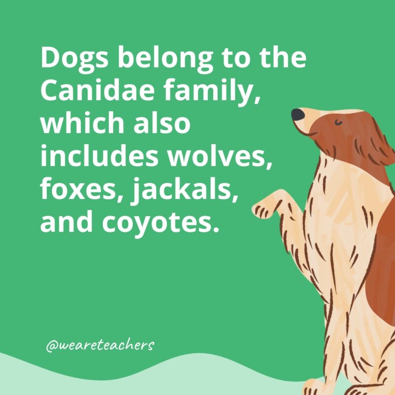 25 Tail-Wagging Dog Facts for Kids of All Ages