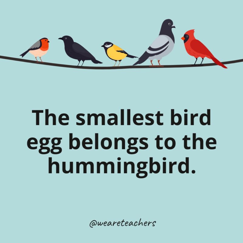 The smallest bird egg belongs to the hummingbird.- bird facts
