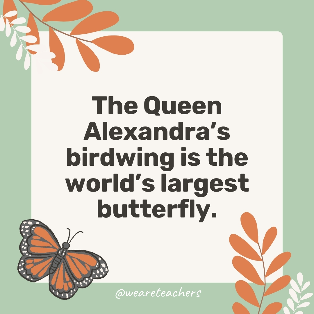  The Queen Alexandra's birdwing is the world's largest butterfly.