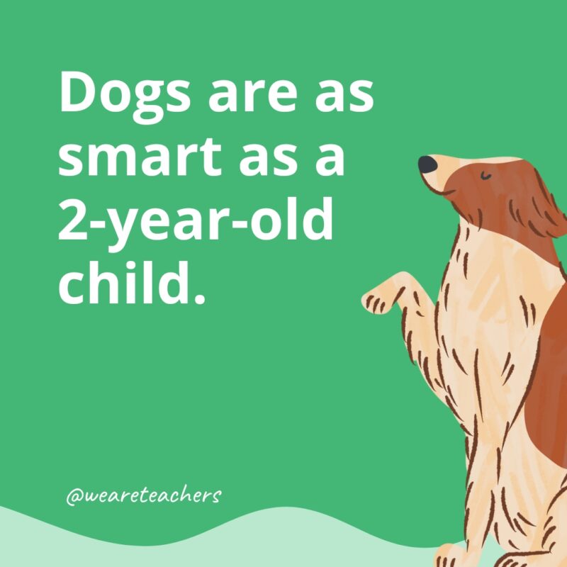 Dogs are as smart as a 2-year-old child.