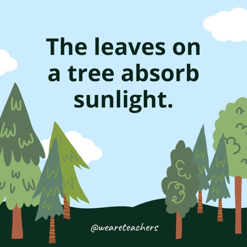 The leaves on a tree absorb sunlight.- Facts About Trees