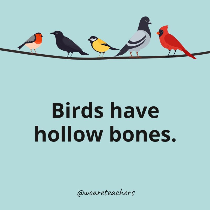 Birds have hollow bones.- bird facts