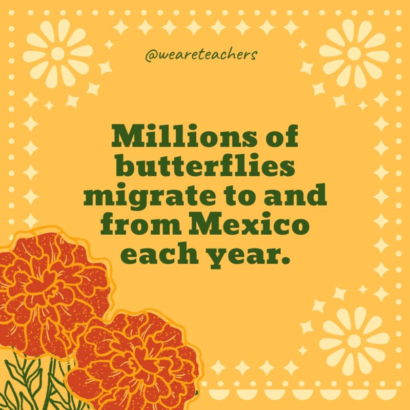 Millions of butterflies migrate to and from Mexico each year.