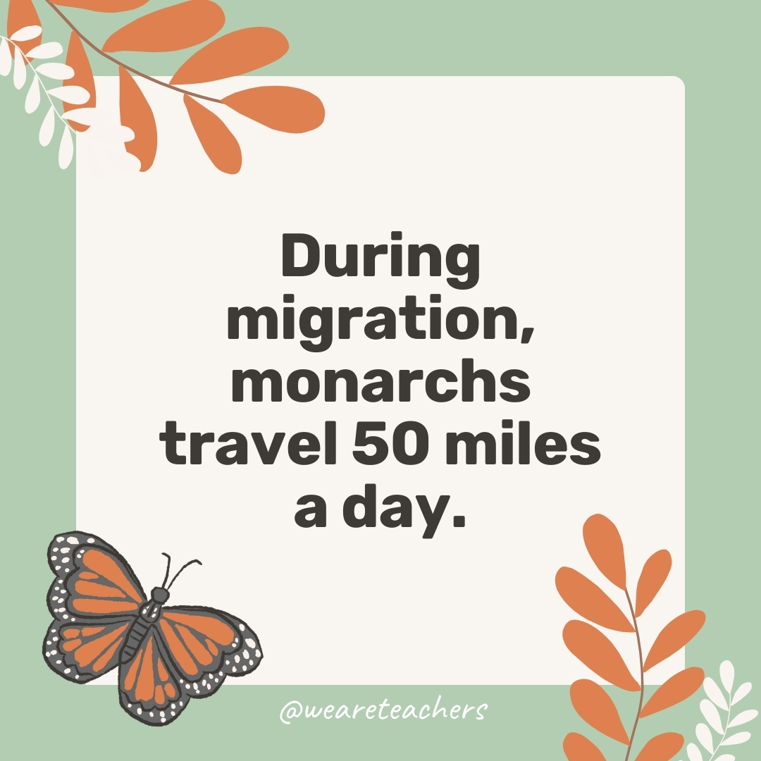 During migration, monarchs travel 50 miles a day.- facts about butterflies