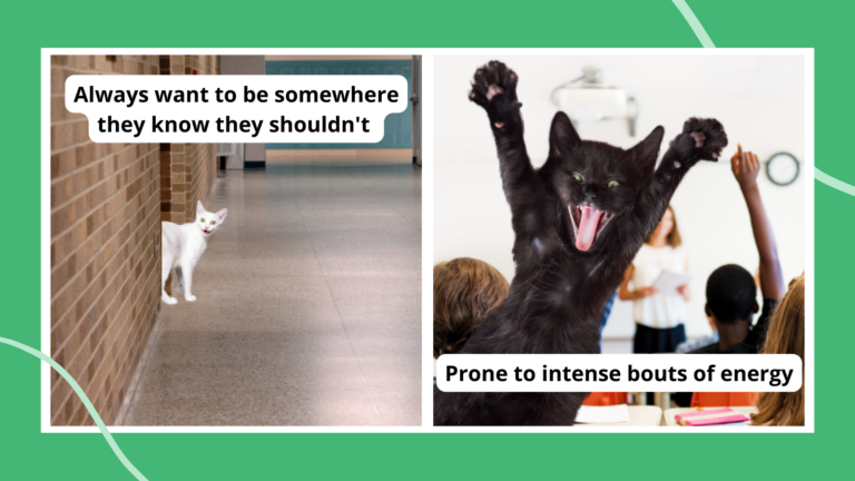 Paired photos of ways middle school students are like cats