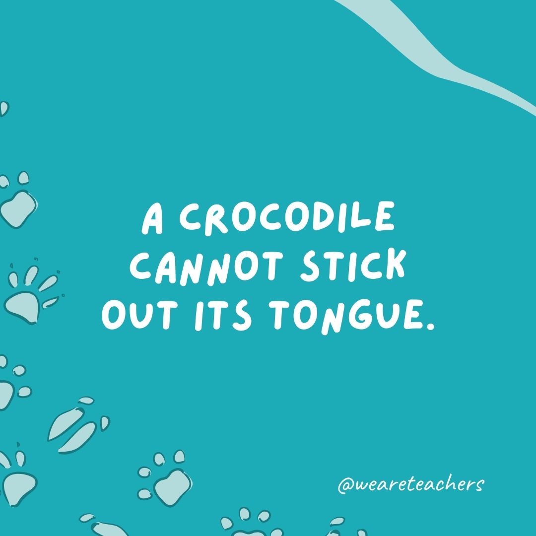 A crocodile cannot stick out its tongue.