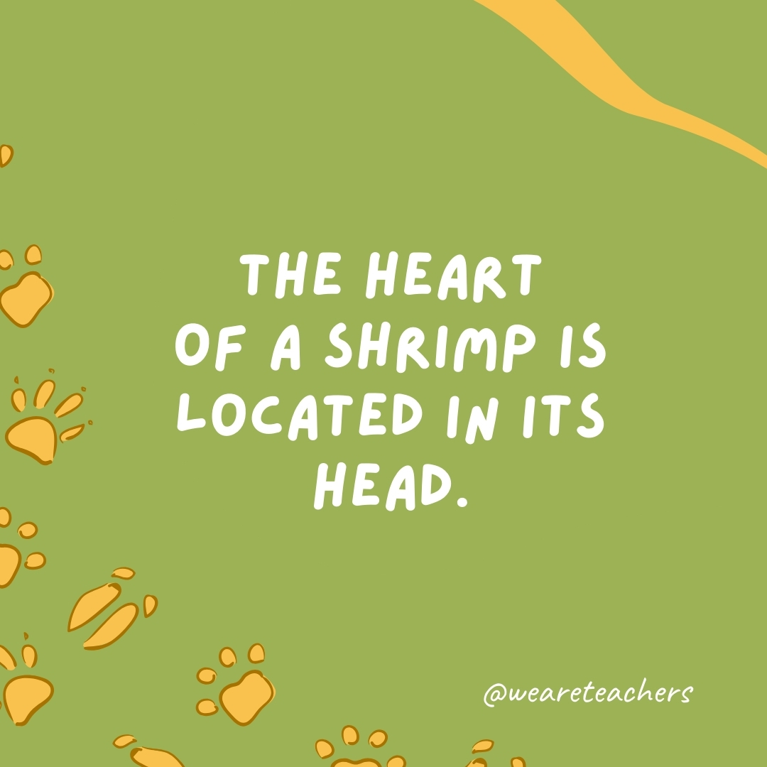 The heart of a shrimp is located in its head.- animal facts
