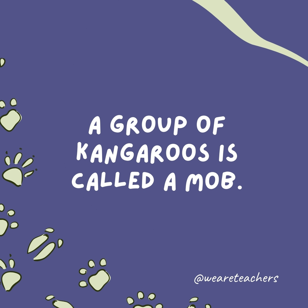 A group of kangaroos is called a mob.