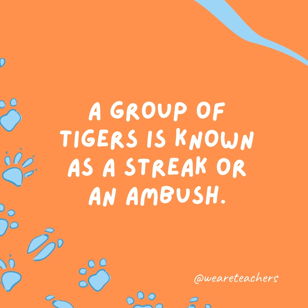 A group of tigers is known as a streak or an ambush.