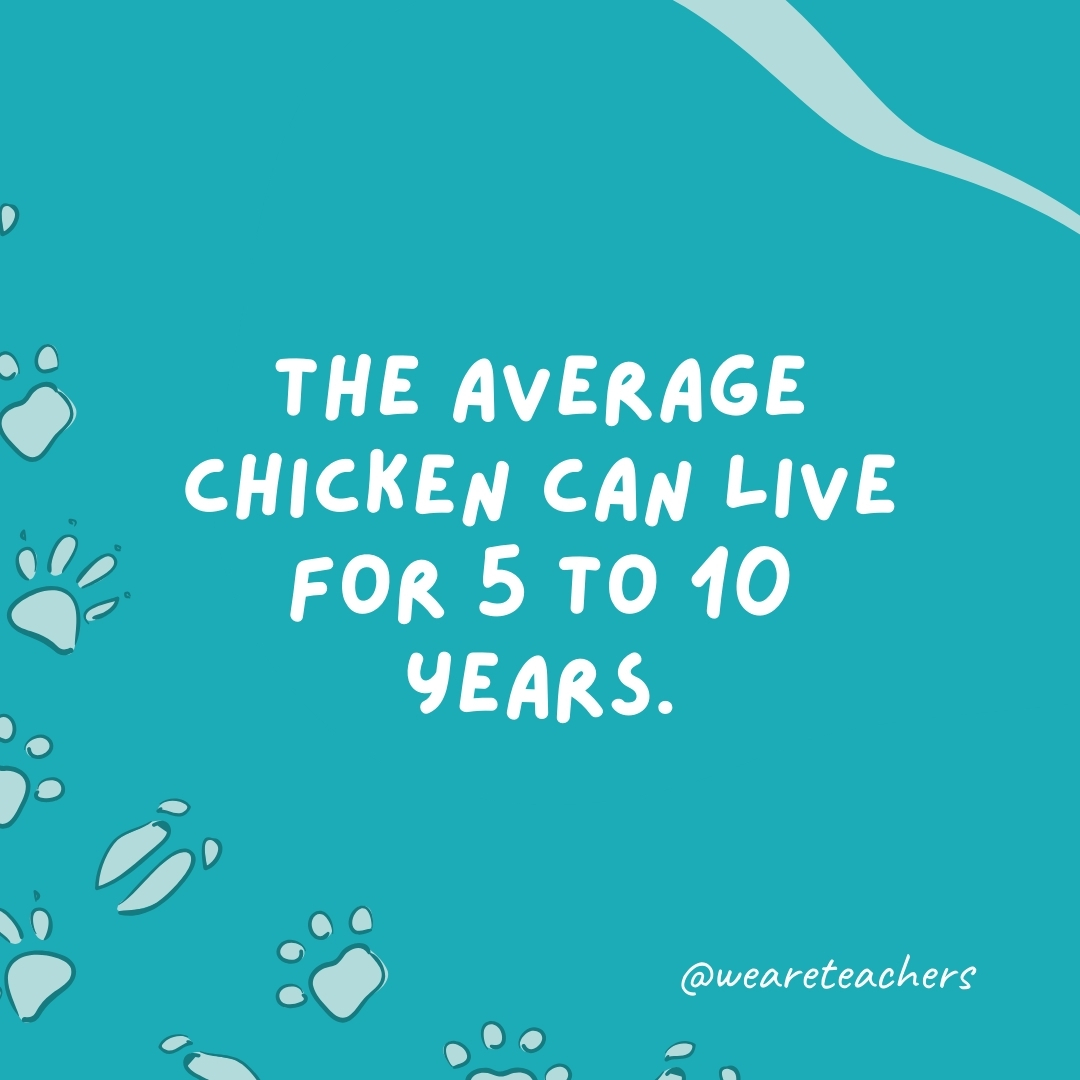 The average chicken can live for 5 to 10 years.- animal facts