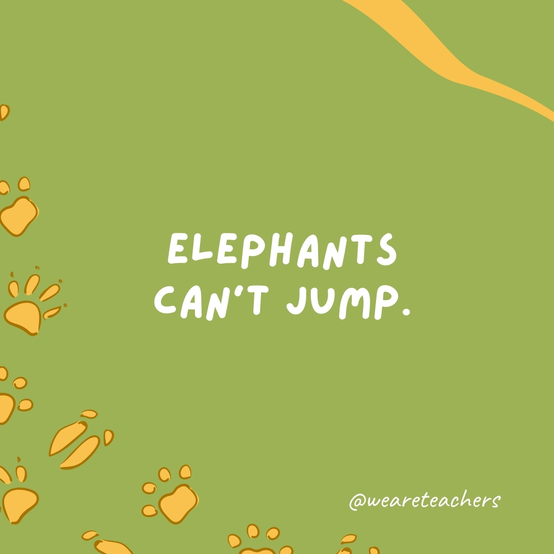Elephants can't jump.