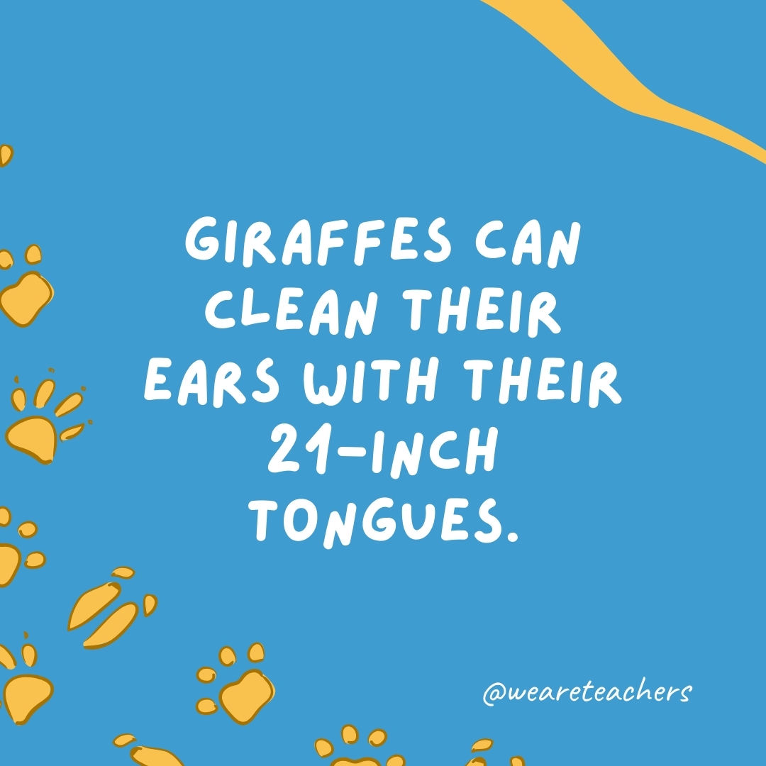 Giraffes can clean their ears with their 21-inch tongues.