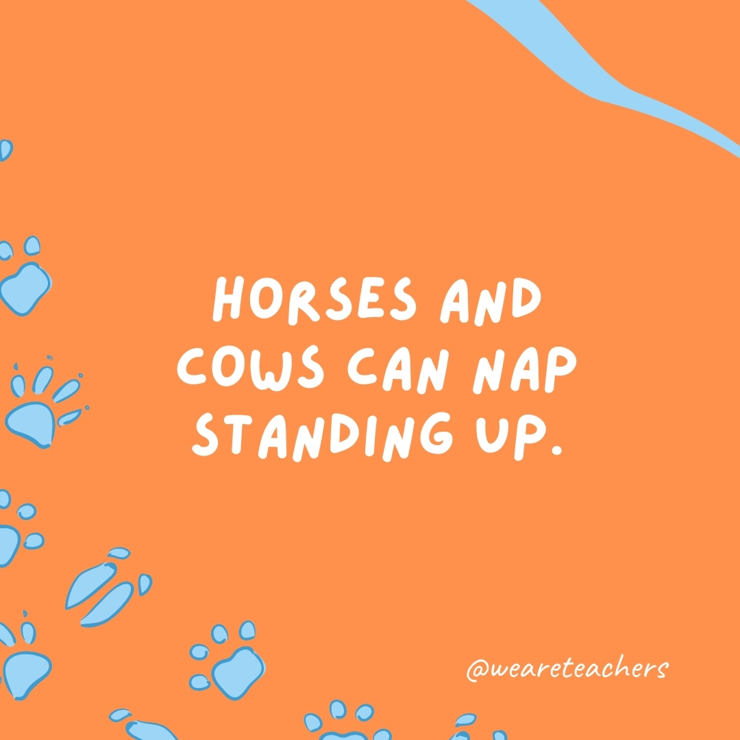 Horses and cows can nap standing up.- animal facts