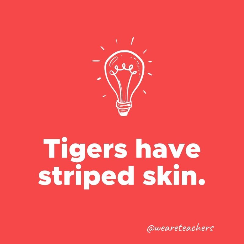 Weird fun fact - Tigers have striped skin.