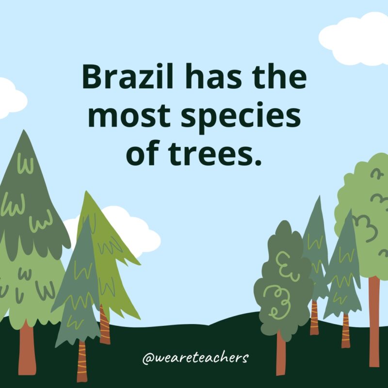 Brazil has the most species of trees.