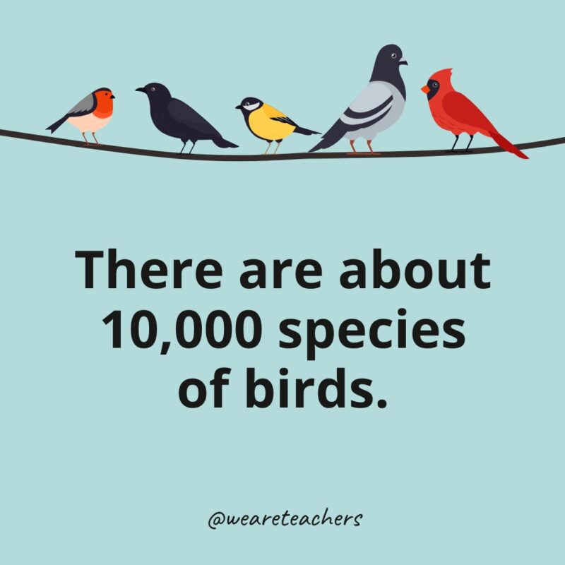 There are about 10,000 species of birds.- bird facts