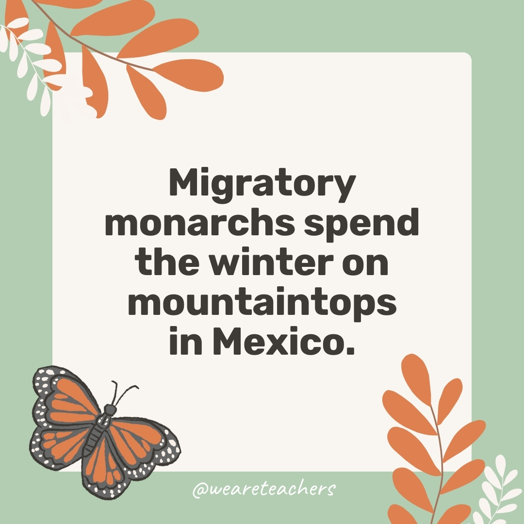 Migratory monarchs spend the winter on mountaintops in Mexico.