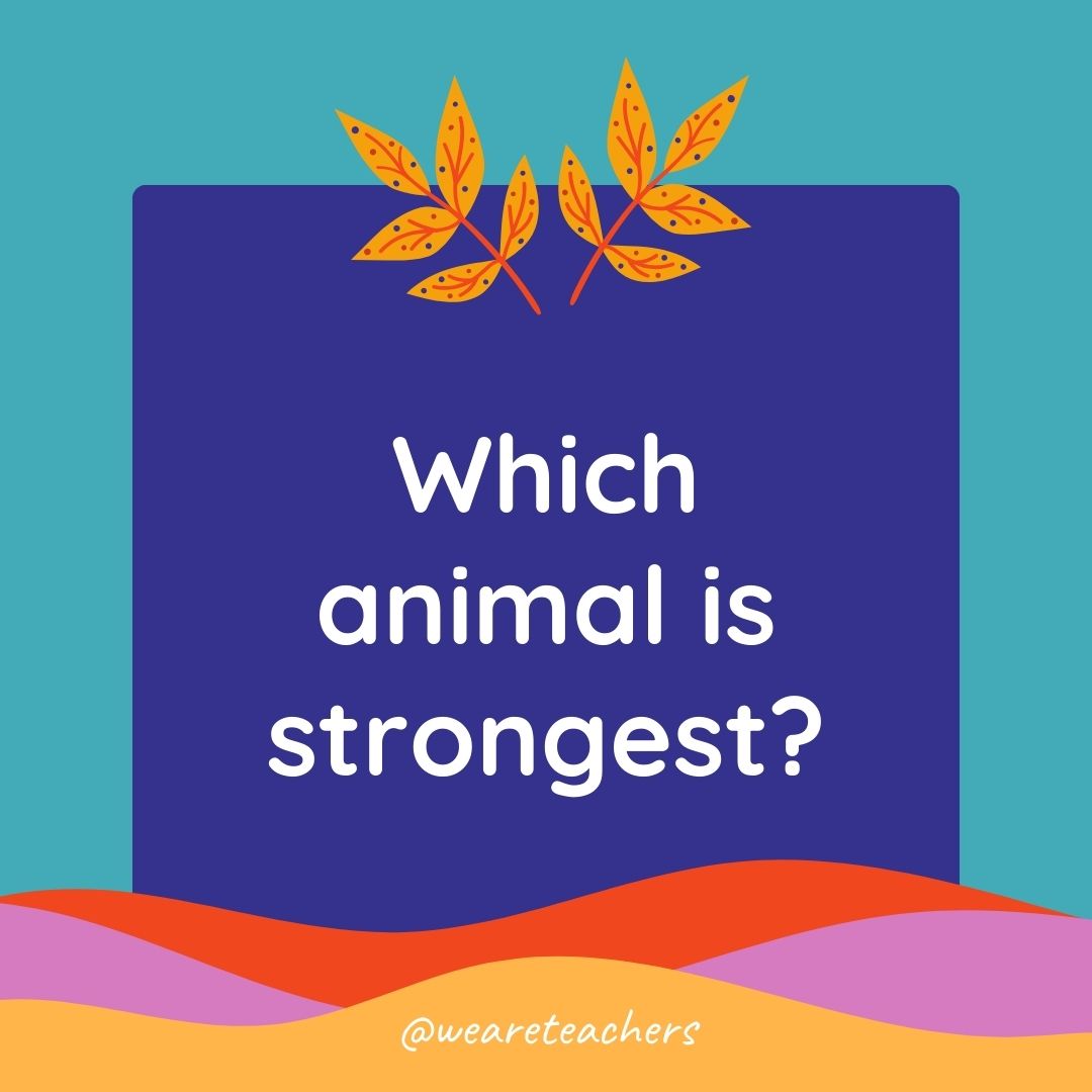 Animal Jokes for Kids