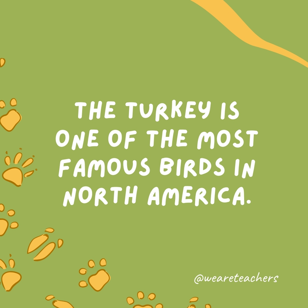 The turkey is one of the most famous birds in North America.- animal facts
