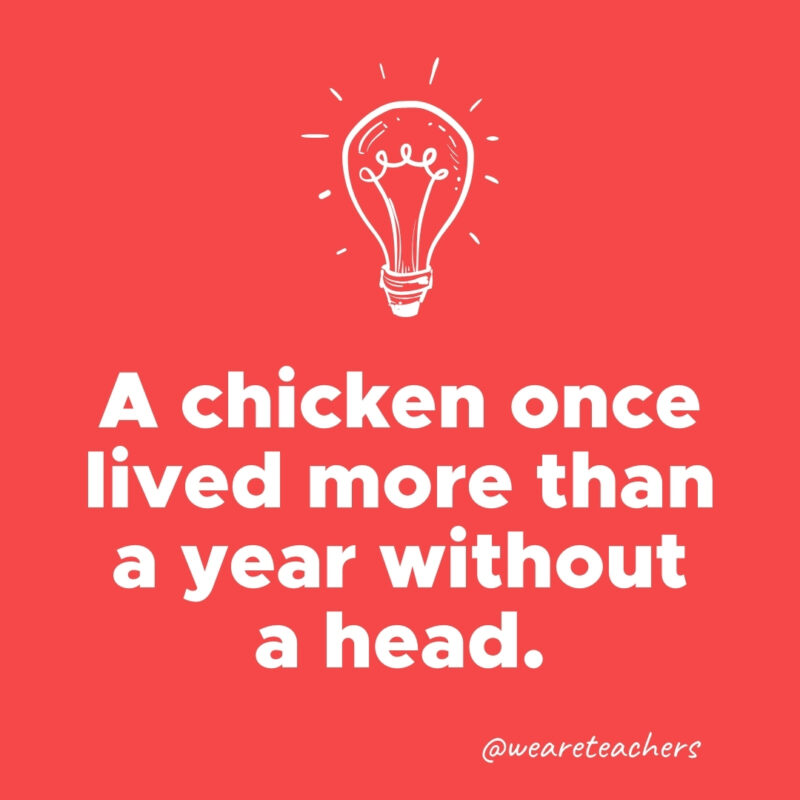 A chicken once lived more than a year without a head.