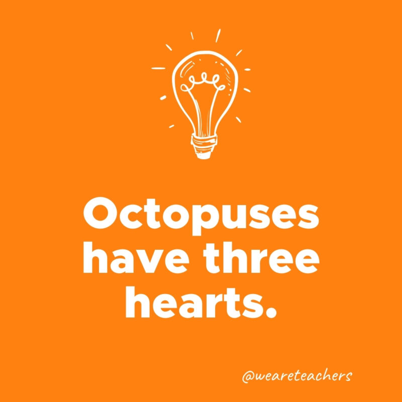 Octopuses have three hearts.- weird fun facts