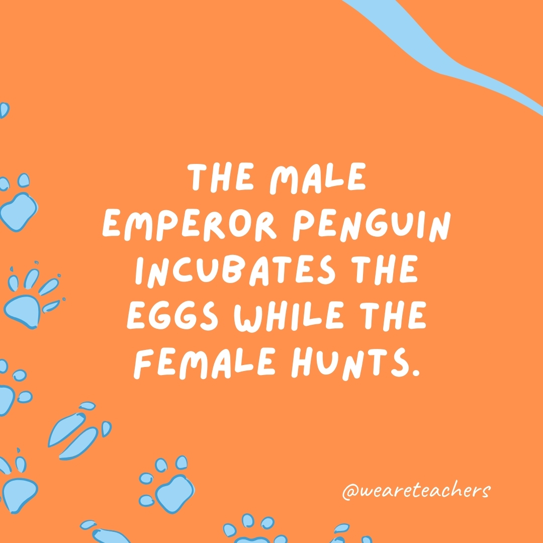 The male emperor penguin incubates the eggs while the female hunts.