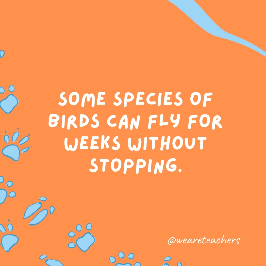 Some species of birds can fly for weeks without stopping.
