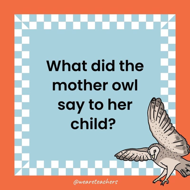 Owl Jokes for Kids a joke that states: What did the mother owl say to her child?