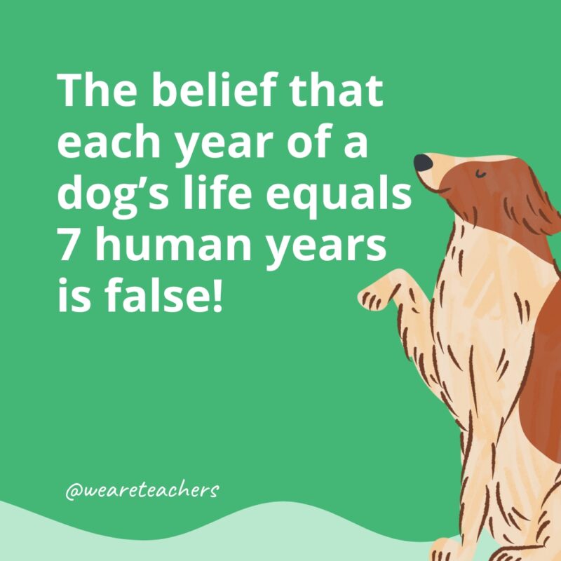 The belief that each year of a dog’s life equals 7 human years is false!