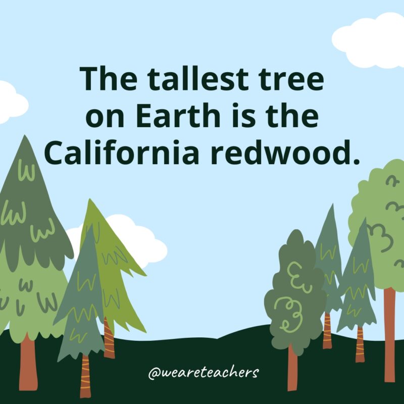 The tallest tree on Earth is the California redwood.