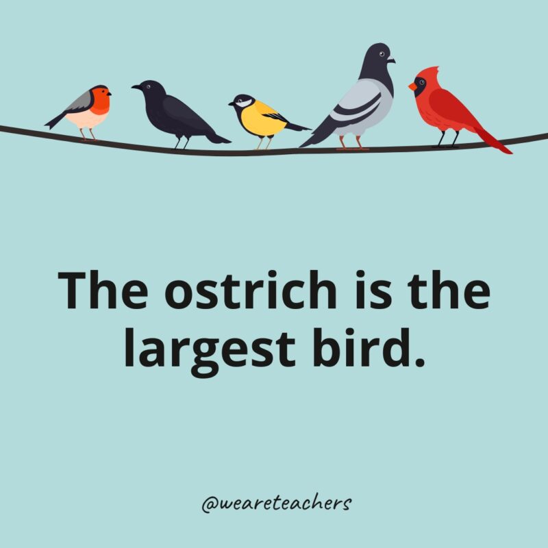 The ostrich is the largest bird.