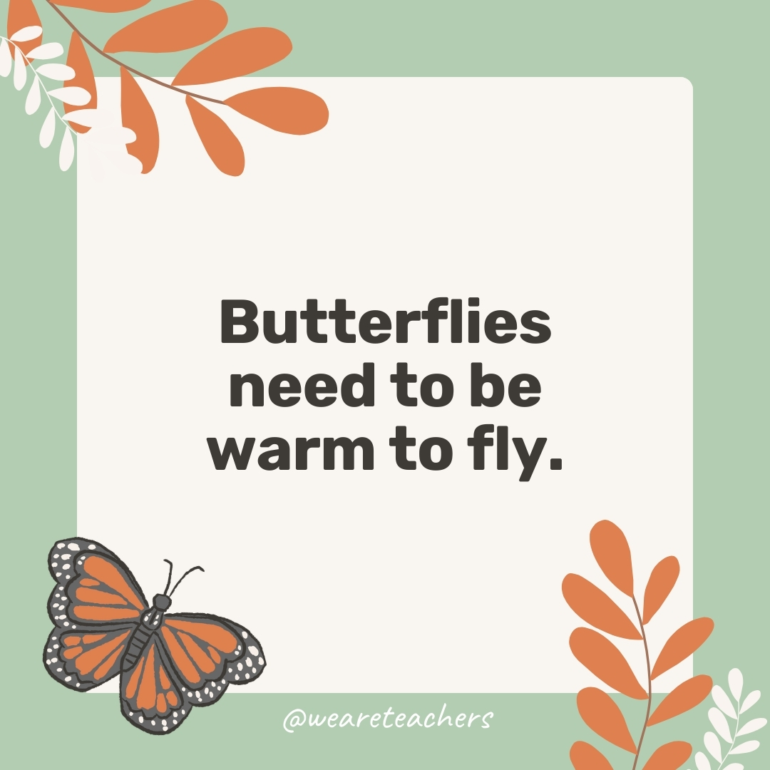 Butterflies need to be warm to fly.