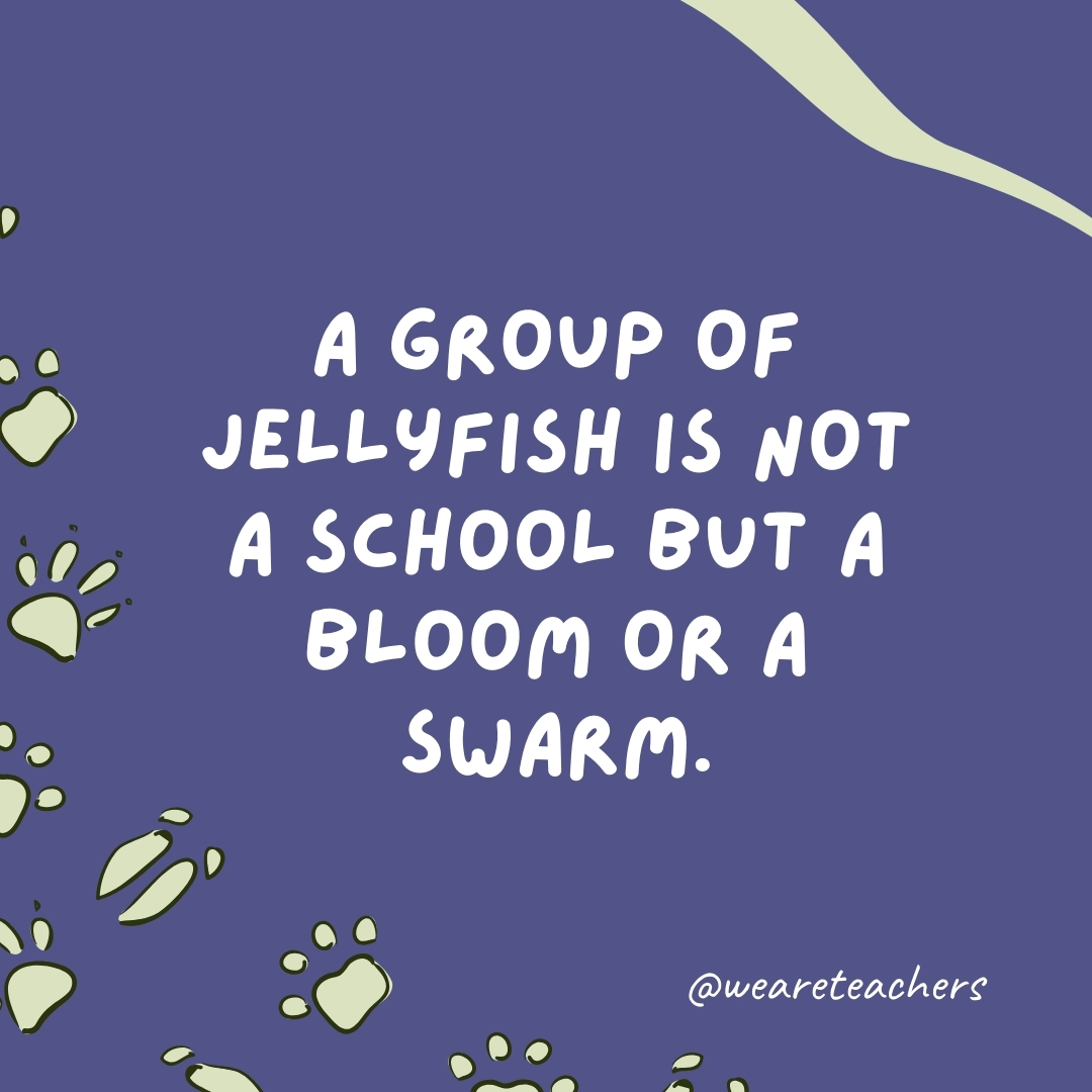 A group of jellyfish is not a school but a bloom or a swarm.  