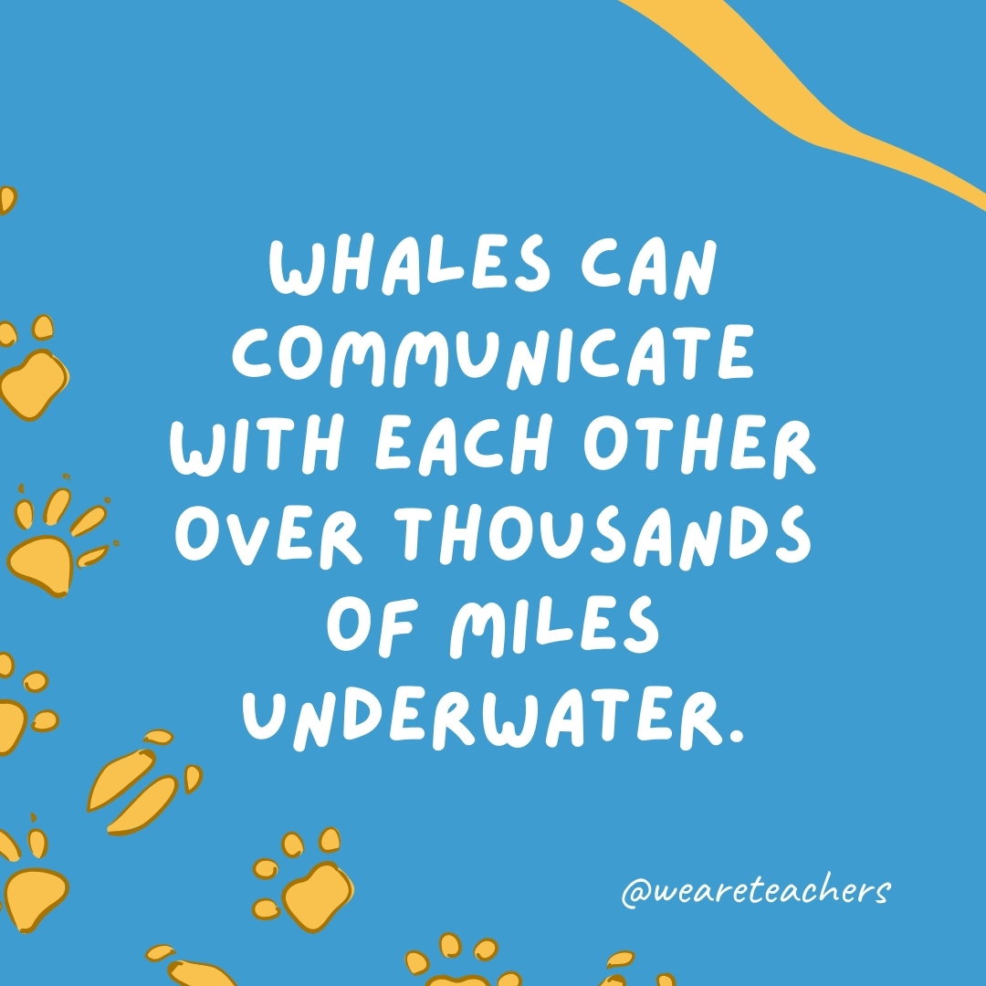 Whales can communicate with each other over thousands of miles underwater.- animal facts