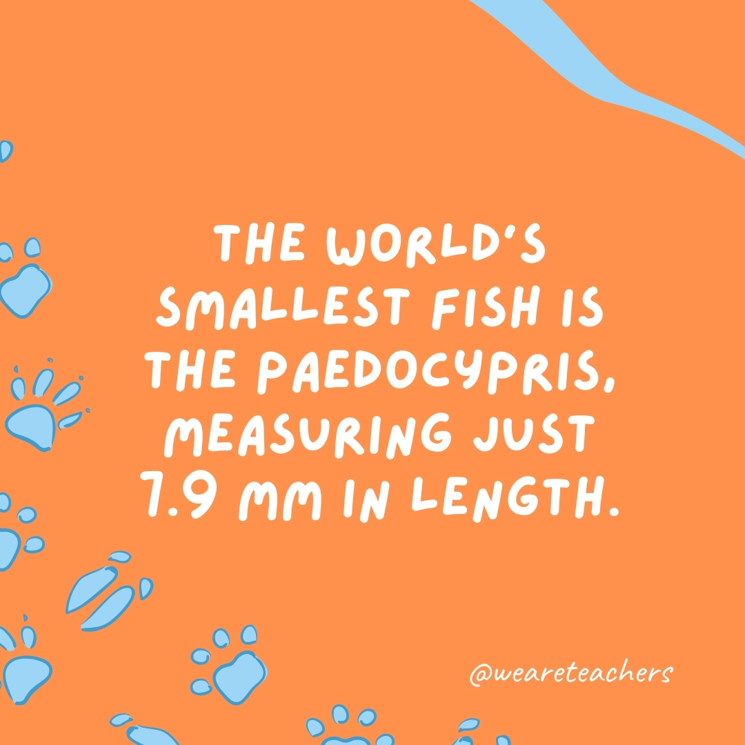 The world's smallest fish is the Paedocypris, measuring just 7.9 mm in length. 