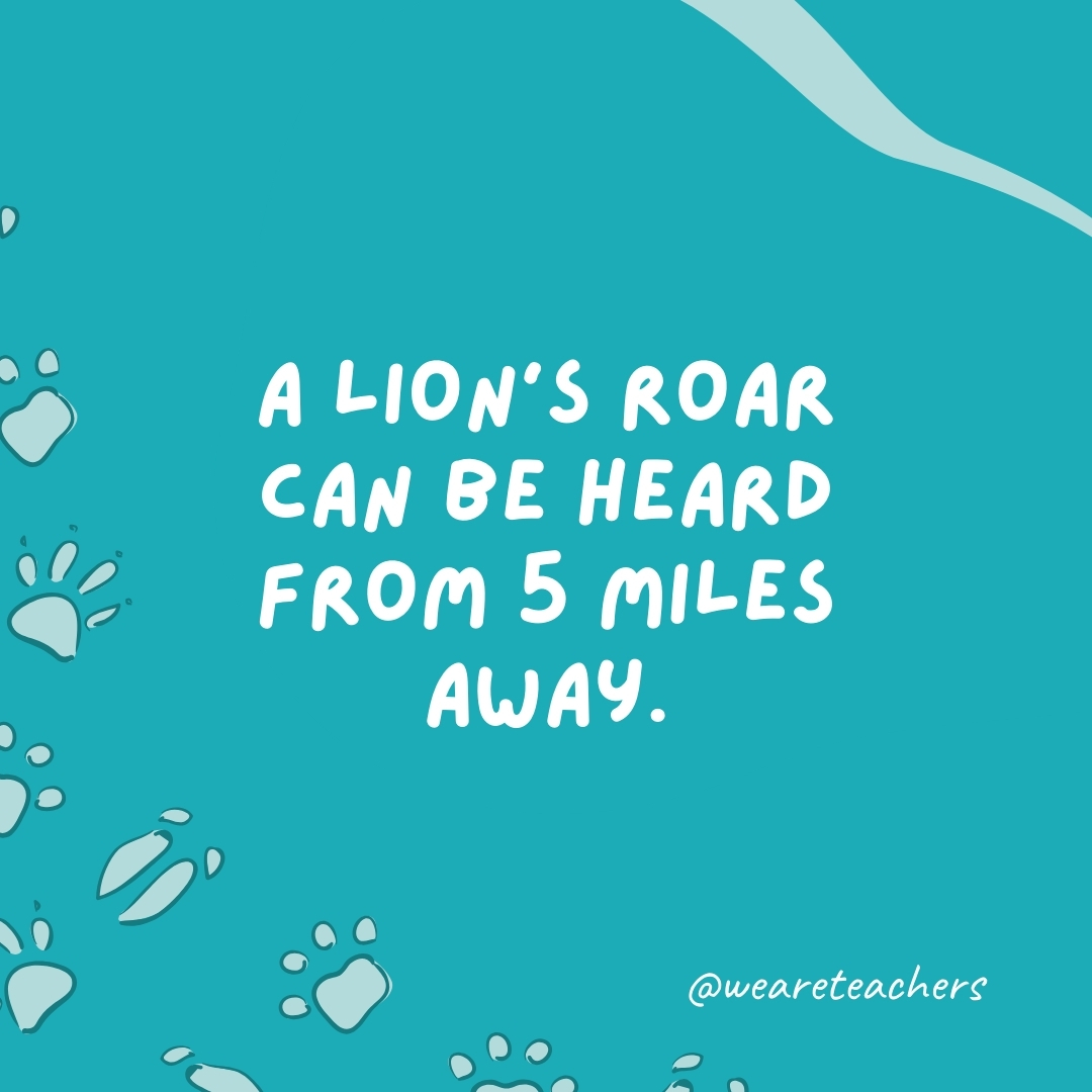 A lion's roar can be heard from 5 miles away.  