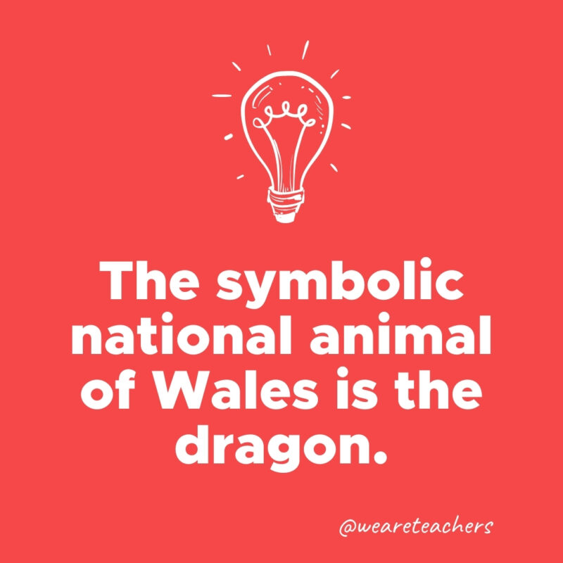 The symbolic national animal of Wales is the dragon.- weird fun facts