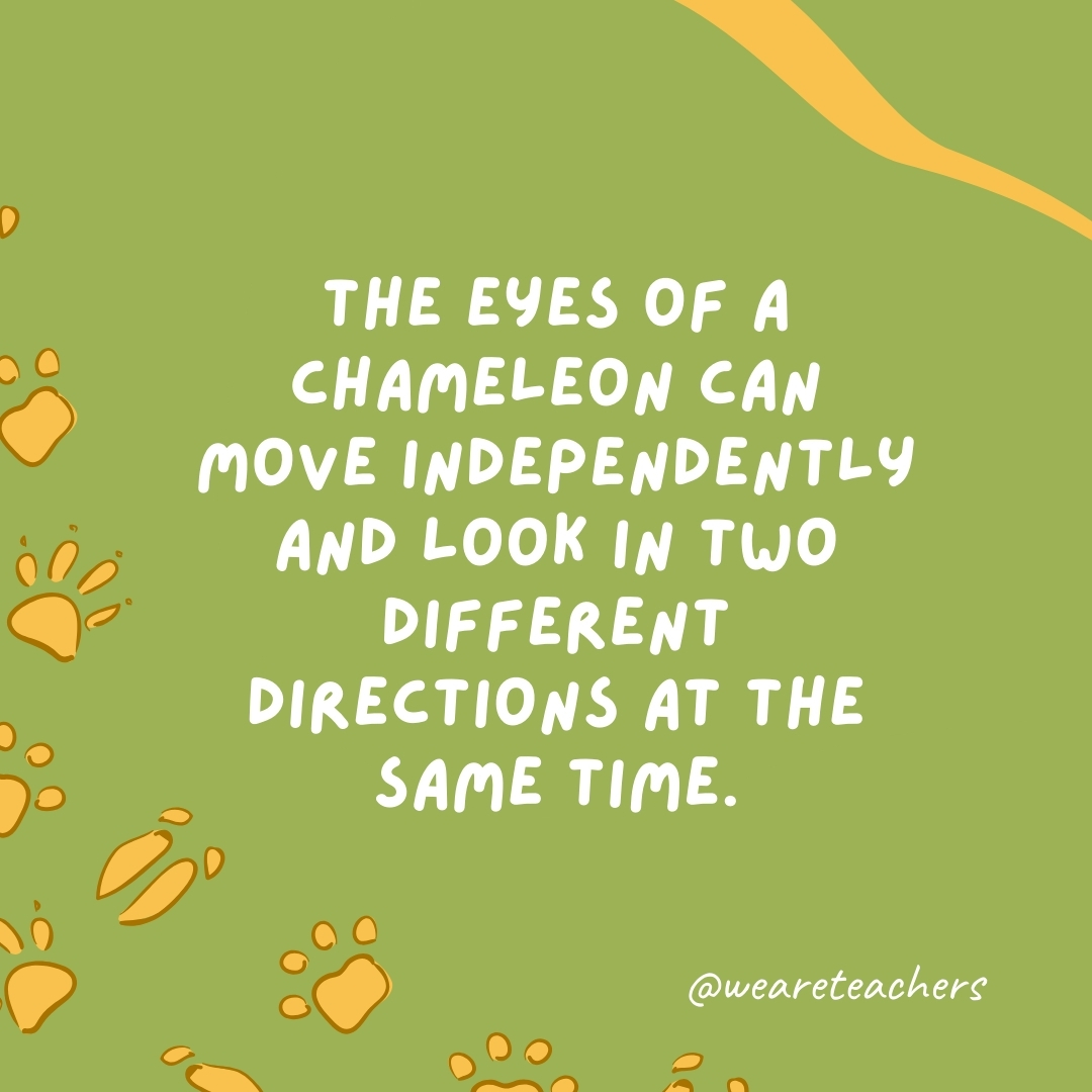 The eyes of a chameleon can move independently and look in two different directions at the same time.