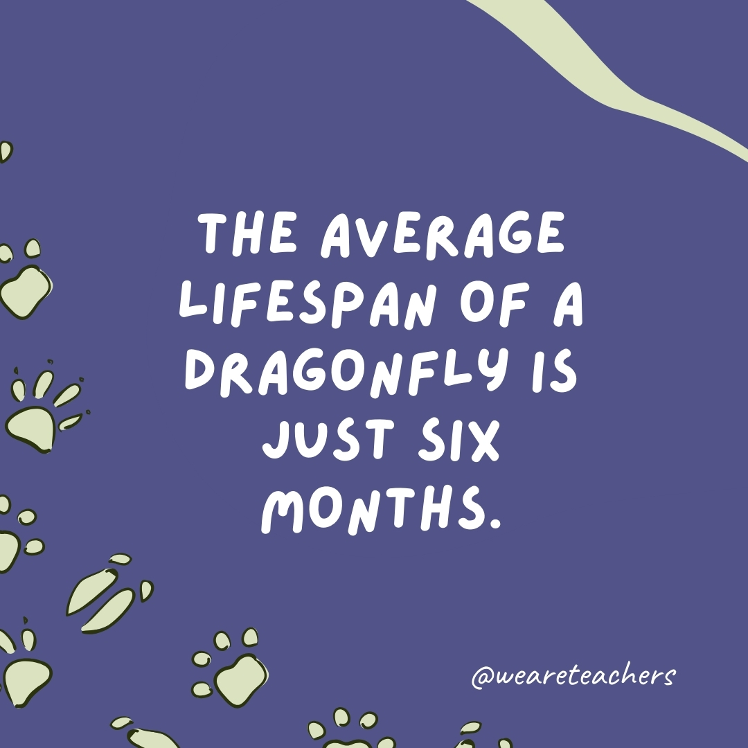 The average lifespan of a dragonfly is just six months.- animal facts