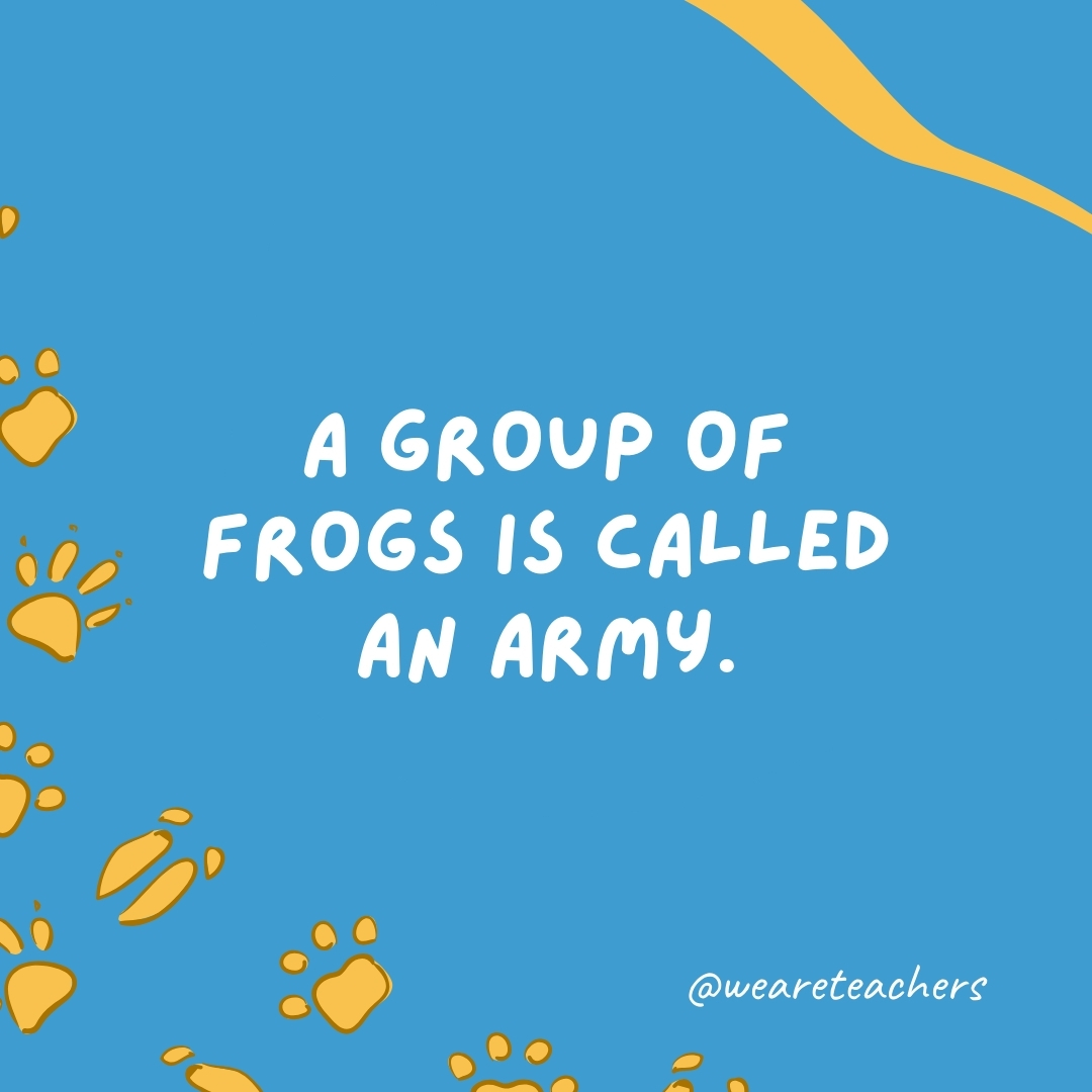 A group of frogs is called an army.