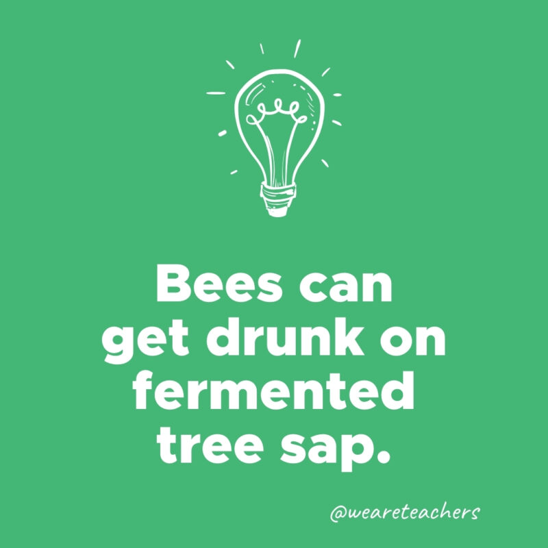 Bees can get drunk on fermented tree sap.- weird fun facts