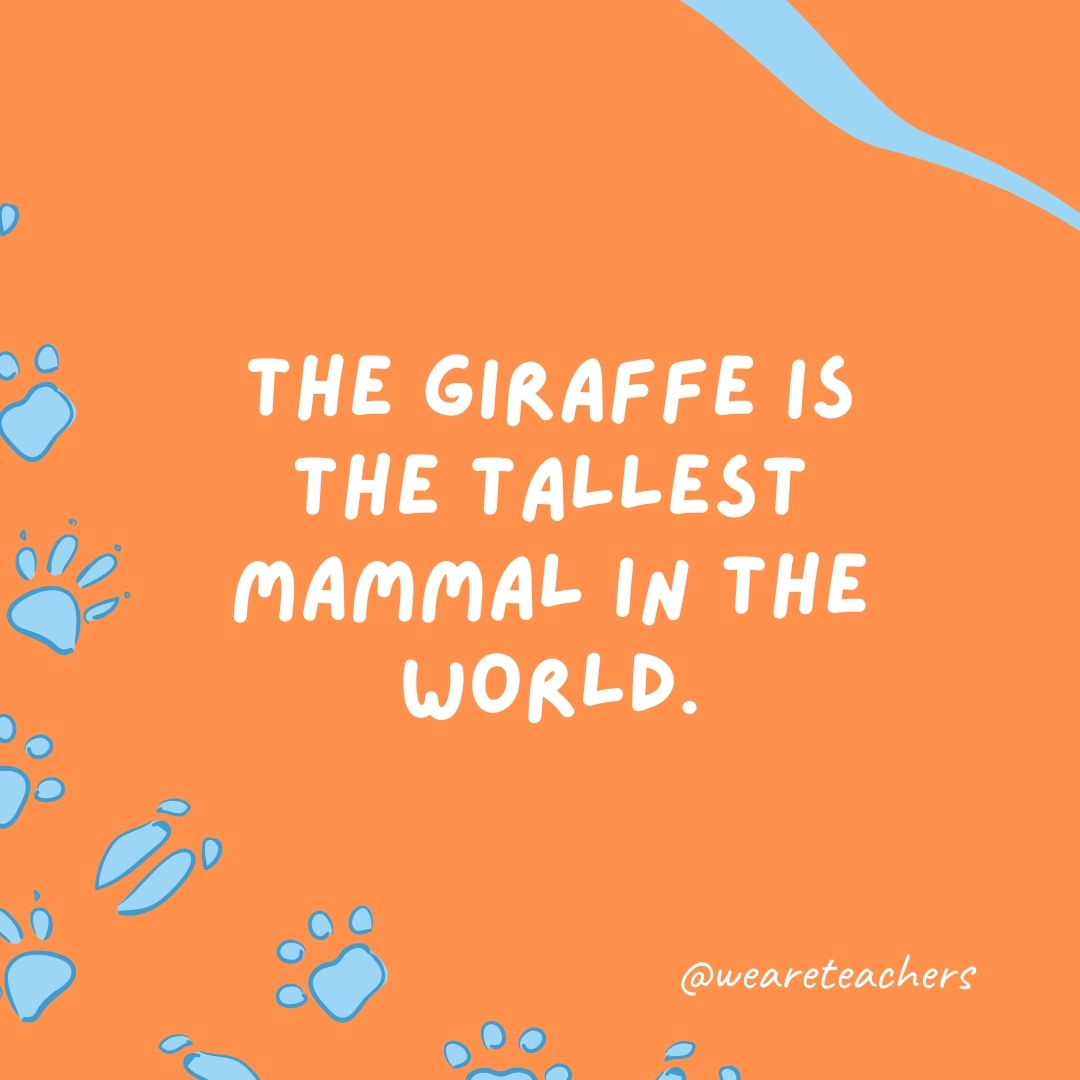 The giraffe is the tallest mammal in the world.  