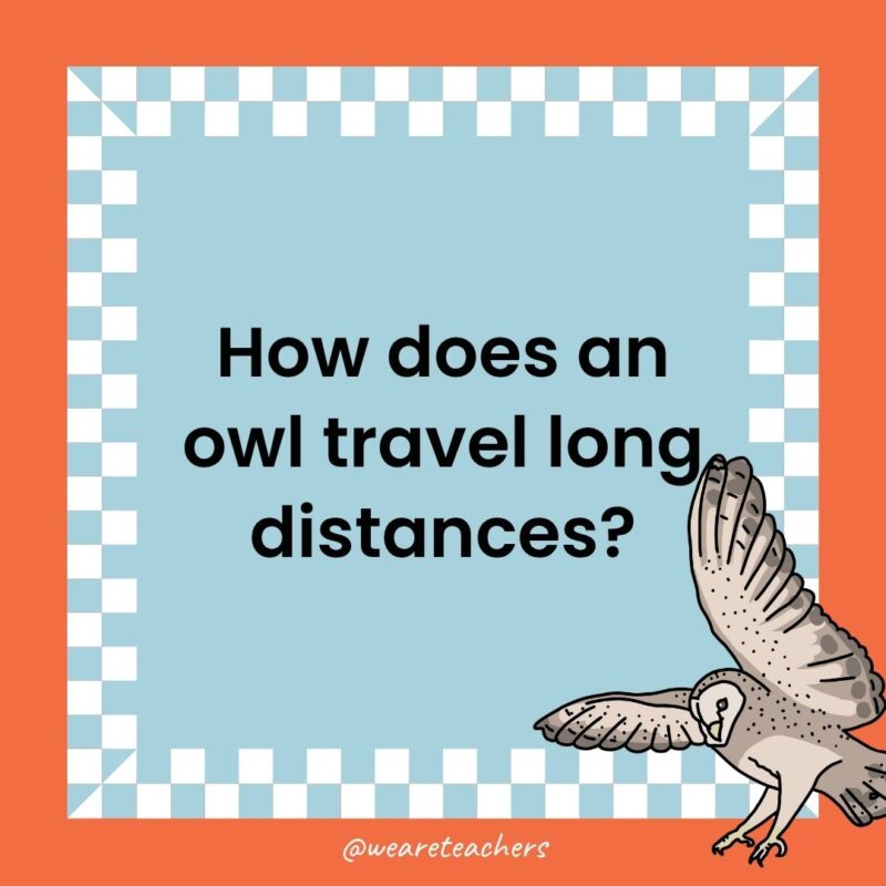 Owl Jokes for Kids a joke that states: How does an owl travel long distances?