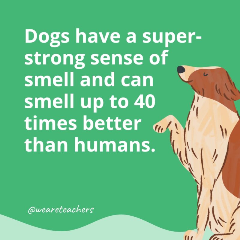 Dogs have a super-strong sense of smell and can smell up to 40 times better than humans.