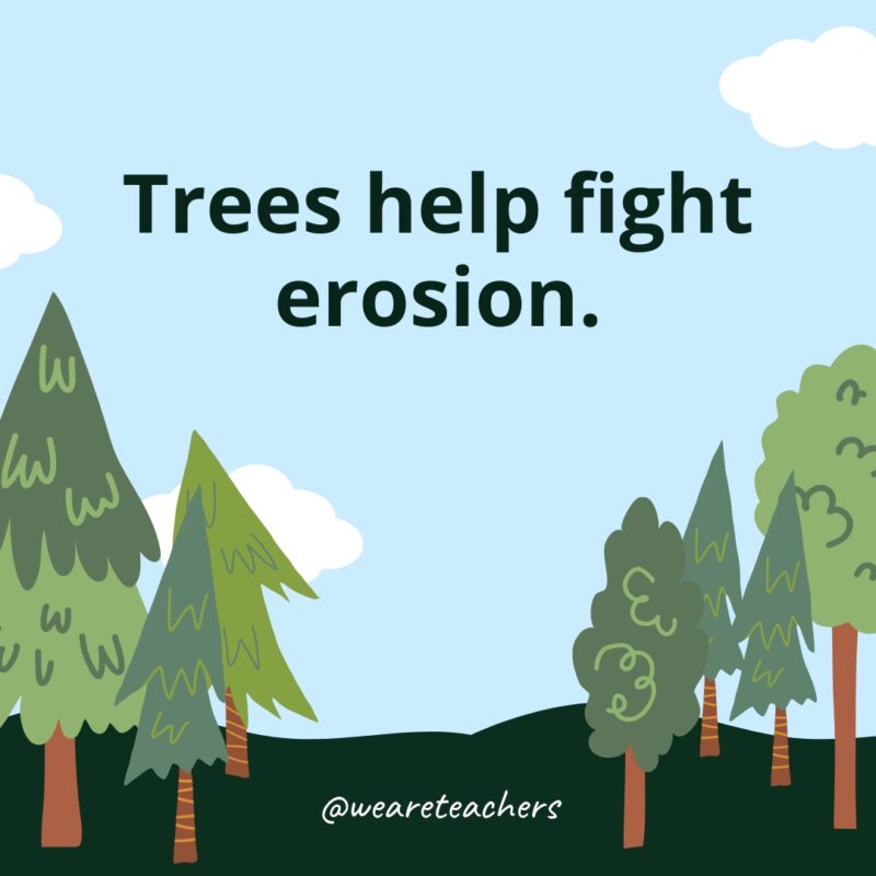 Trees help fight erosion.- Facts About Trees