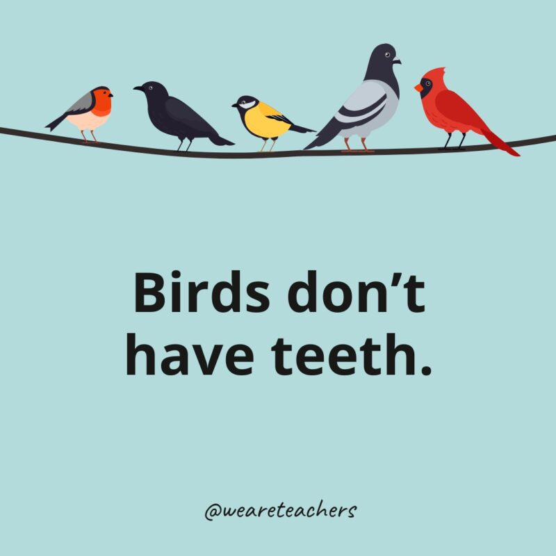 Birds don't have teeth.