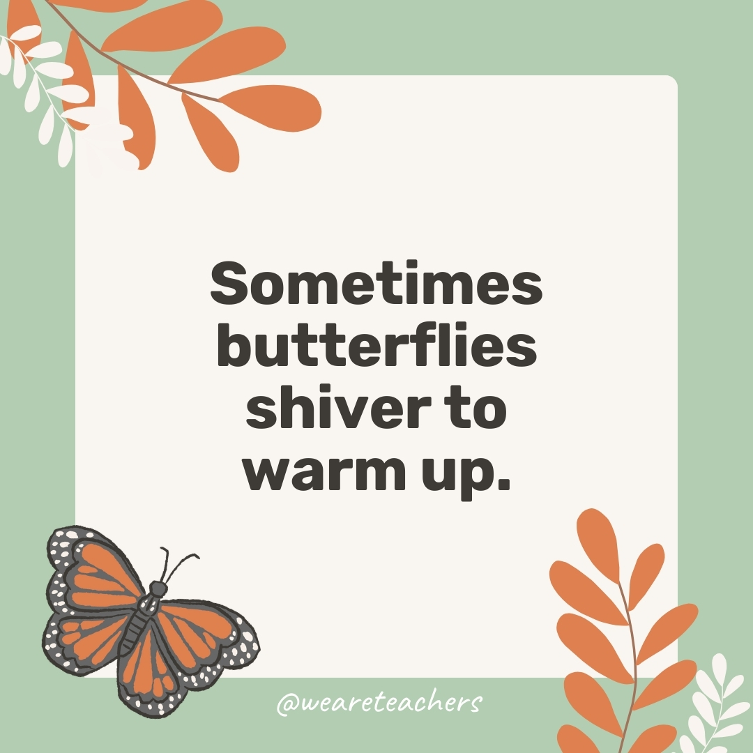 Sometimes butterflies shiver to warm up.- facts about butterflies