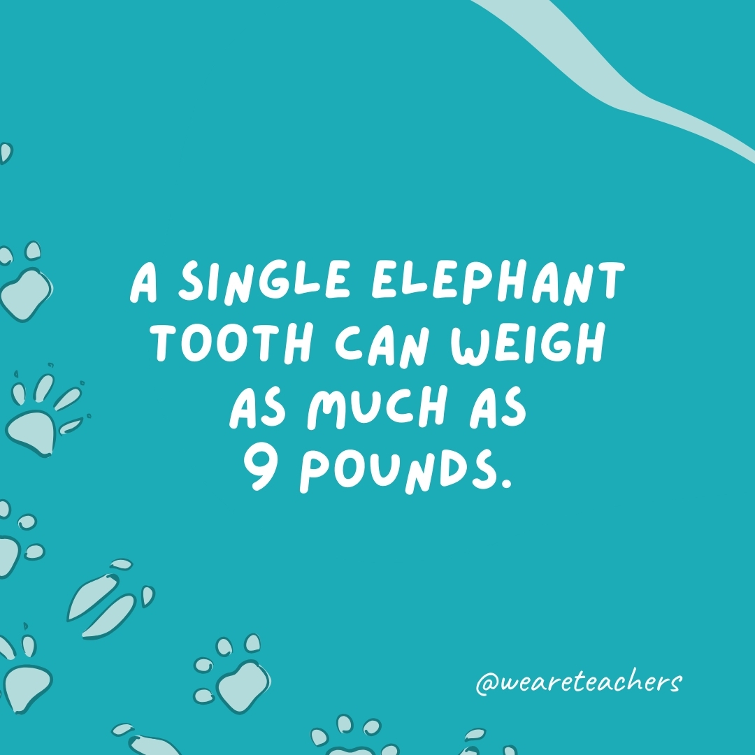 A single elephant tooth can weigh as much as 9 pounds.
