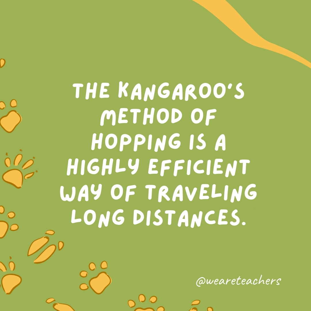 The kangaroo's method of hopping is a highly efficient way of traveling long distances. - animal facts