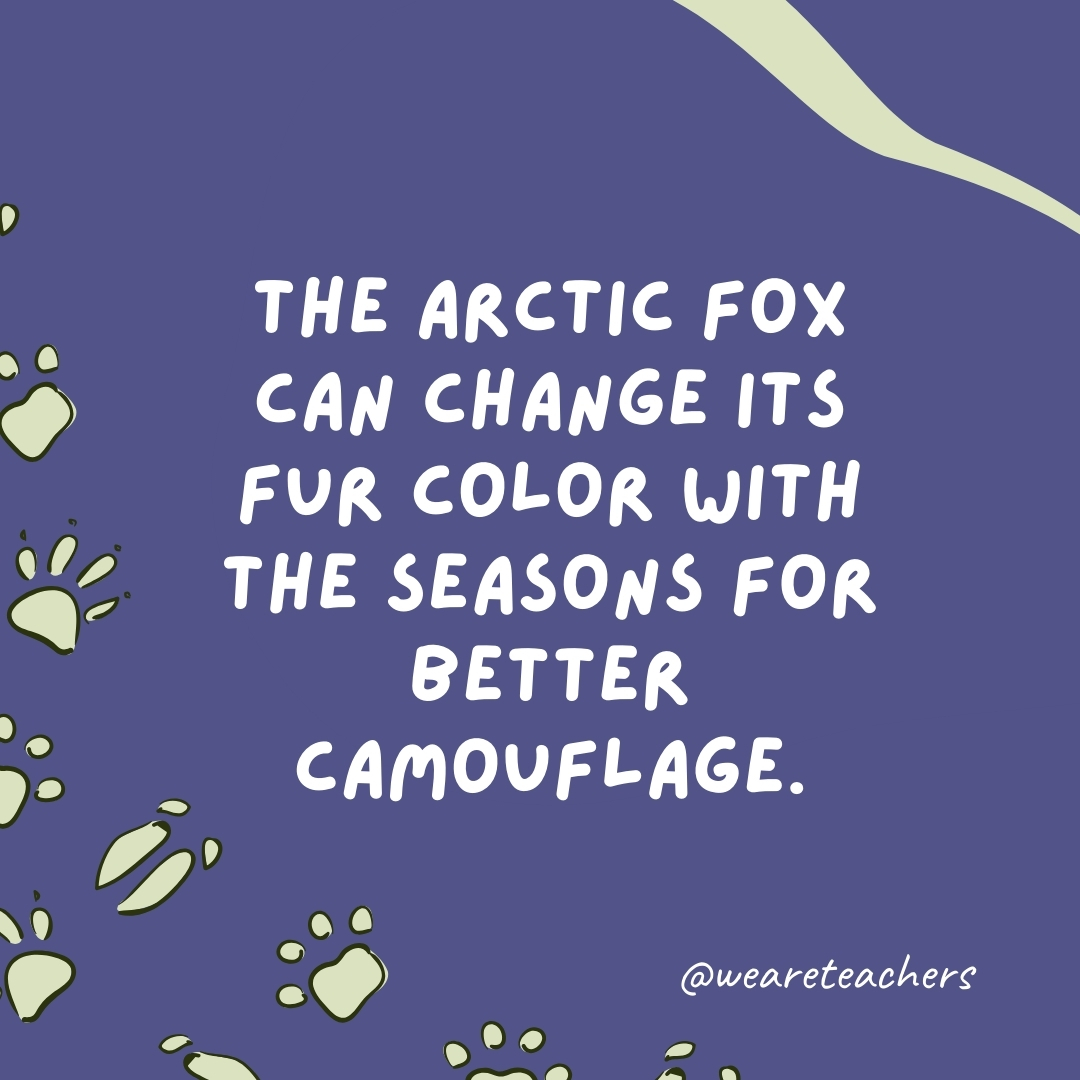 The arctic fox can change its fur color with the seasons for better camouflage.